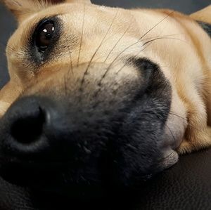 Meet your Posher, Leahi